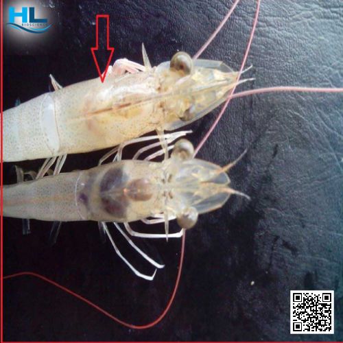 Tôm bị hoại tử gan tụy cấp tính